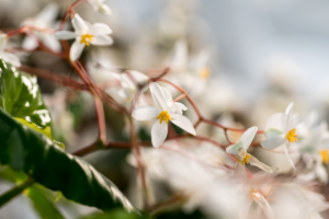 Begonia Luxurians: A Comprehensive Plant Care Guide