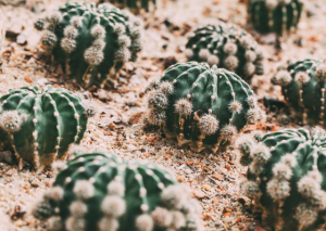 Echinopsis Oxygona: The Ultimate  Plant Care Guide