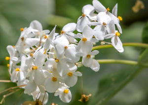Begonia Luxurians: A Comprehensive Plant Care Guide