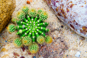 Echinopsis Oxygona: The Ultimate  Plant Care Guide