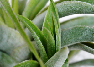 Tillandsia Harrisii: A Complete Plant Care Guide
