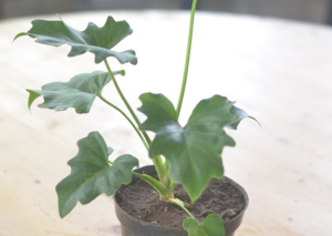Philodendron Bipennifolium: Complete Growing Guide