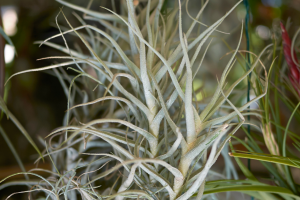Tillandsia Harrisii: A Complete Plant Care Guide
