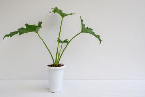 Philodendron Bipennifolium: Complete Growing Guide