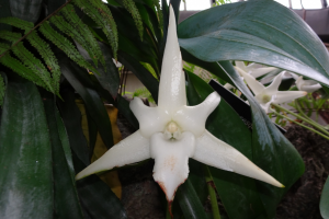 Angraecum Sesquipedale: Complete Flower Guide for the Exquisite Orchid