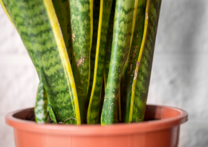 Sansevieria Fernwood: All The Growing Tips You Will Ever Need