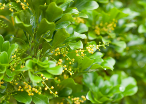 Chinese Perfume Plant: Everything You Need To Know