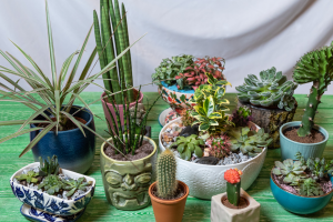 Sansevieria Fernwood: All The Growing Tips You Will Ever Need