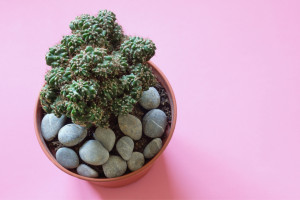 Cereus Forbesii: A Crash Course on Proper Plant Care and Growing Tips