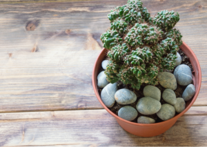 Cereus Forbesii: A Crash Course on Proper Plant Care and Growing Tips