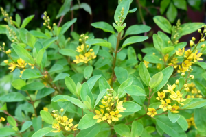 Chinese Perfume Plant: Everything You Need To Know