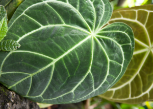 Anthurium Magnificum Plant Guide: All You Need to Know About the Laceleaf