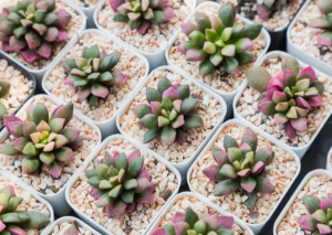 Anacampseros Rufescens Care Guide: How to Grow the Sunrise Succulent