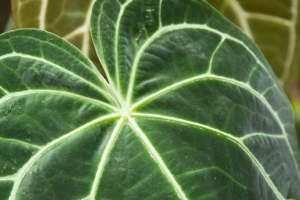 Anthurium Magnificum Plant Guide: All You Need to Know About the Laceleaf