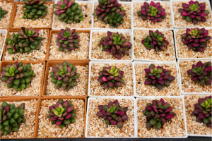 Anacampseros Rufescens Care Guide: How to Grow the Sunrise Succulent