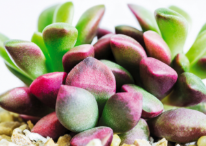 Anacampseros Rufescens Care Guide: How to Grow the Sunrise Succulent