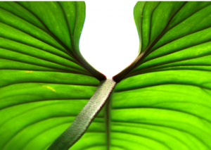 How to Keep Your Philodendron Serpens Happy and Healthy: A Complete Guide