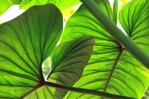 How to Keep Your Philodendron Serpens Happy and Healthy: A Complete Guide