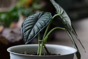Alocasia Maharani Care Guide: Taming the Grey Dragon
