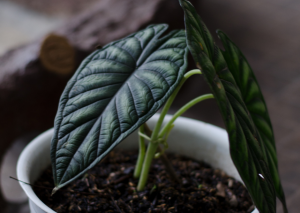 Alocasia Maharani Care Guide: Taming the Grey Dragon