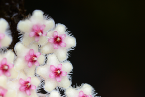 Hoya Retusa: From Tropics to Your Garden