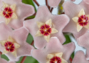 Hoya Retusa: From Tropics to Your Garden