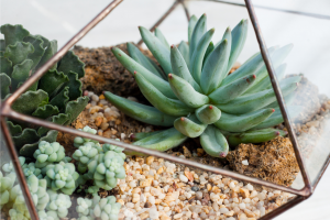 Othonna Capensis: A Gem For Your Garden