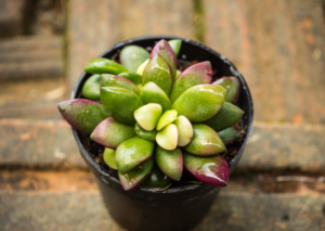 Othonna Capensis: A Gem For Your Garden