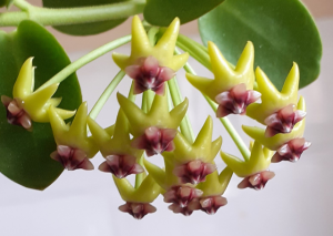 Hoya Cumingiana: The Complete Care Guide