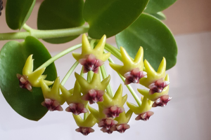 Hoya Cumingiana: The Complete Care Guide