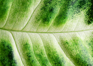 Syngonium Rayii Care Guide: How to Grow the Velvet Arrowhead