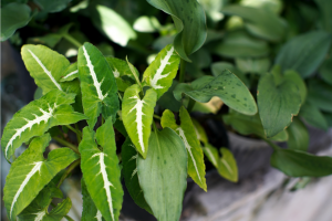 Syngonium Rayii Care Guide: How to Grow the Velvet Arrowhead