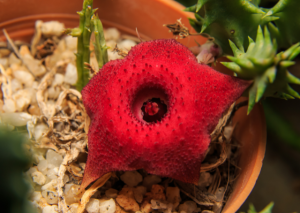 Growing Huernia Schneideriana: The Red Dragon Flower
