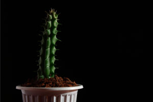 Growing Huernia Schneideriana: The Red Dragon Flower