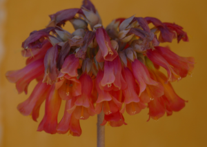 Growing Kalanchoe Tubiflora: Mother of Millions Care Guide