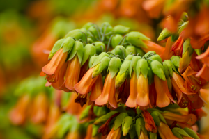 Growing Kalanchoe Tubiflora: Mother of Millions Care Guide