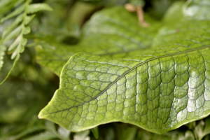 Growing Crocodile Fern: A Comprehensive Care Guide