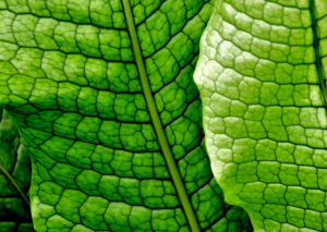 Growing Crocodile Fern: A Comprehensive Care Guide