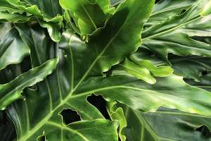 How to Grow Philodendron Pedatum: The Oak Leaf Philodendron