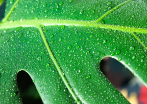 How to Grow Philodendron Pedatum: The Oak Leaf Philodendron