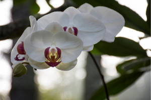 How to Care for Sedirea Japonica: A Comprehensive Grow Guide