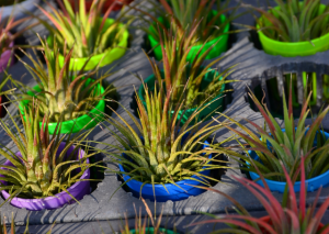 Air Plants for Beginners: Growing Tillandsia Juncea at Home