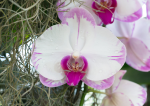 How to Care for Sedirea Japonica: A Comprehensive Grow Guide