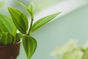 Peperomia Quadrangularis: Effortless Table Plant