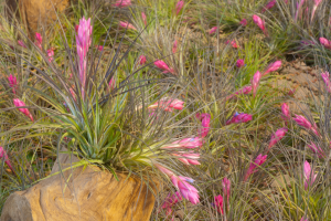 Air Plants for Beginners: Growing Tillandsia Juncea at Home