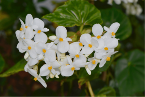 Begonia Odorata: Best Care Hacks for Amazing Growth