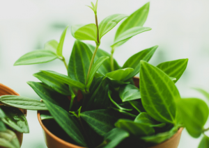 Peperomia Quadrangularis: Effortless Table Plant