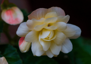 Begonia Odorata: Best Care Hacks for Amazing Growth