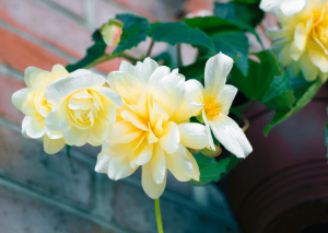 Begonia Odorata: Best Care Hacks for Amazing Growth