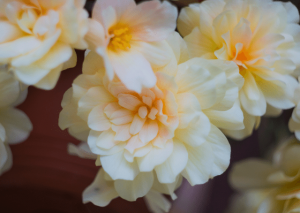 Begonia Odorata: Best Care Hacks for Amazing Growth